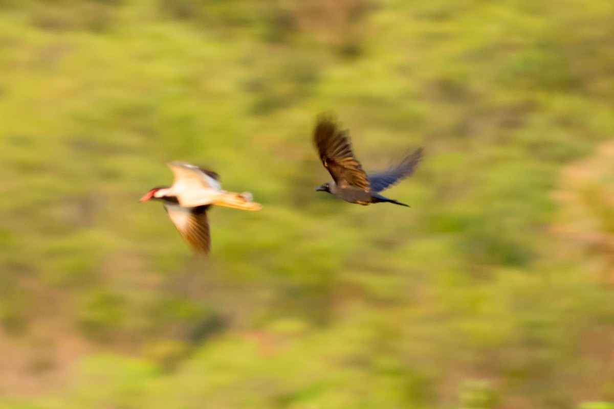 Red-wattled Lapwing - Prem swaroop Kolluru