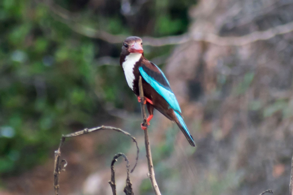 White-throated Kingfisher - Prem swaroop Kolluru