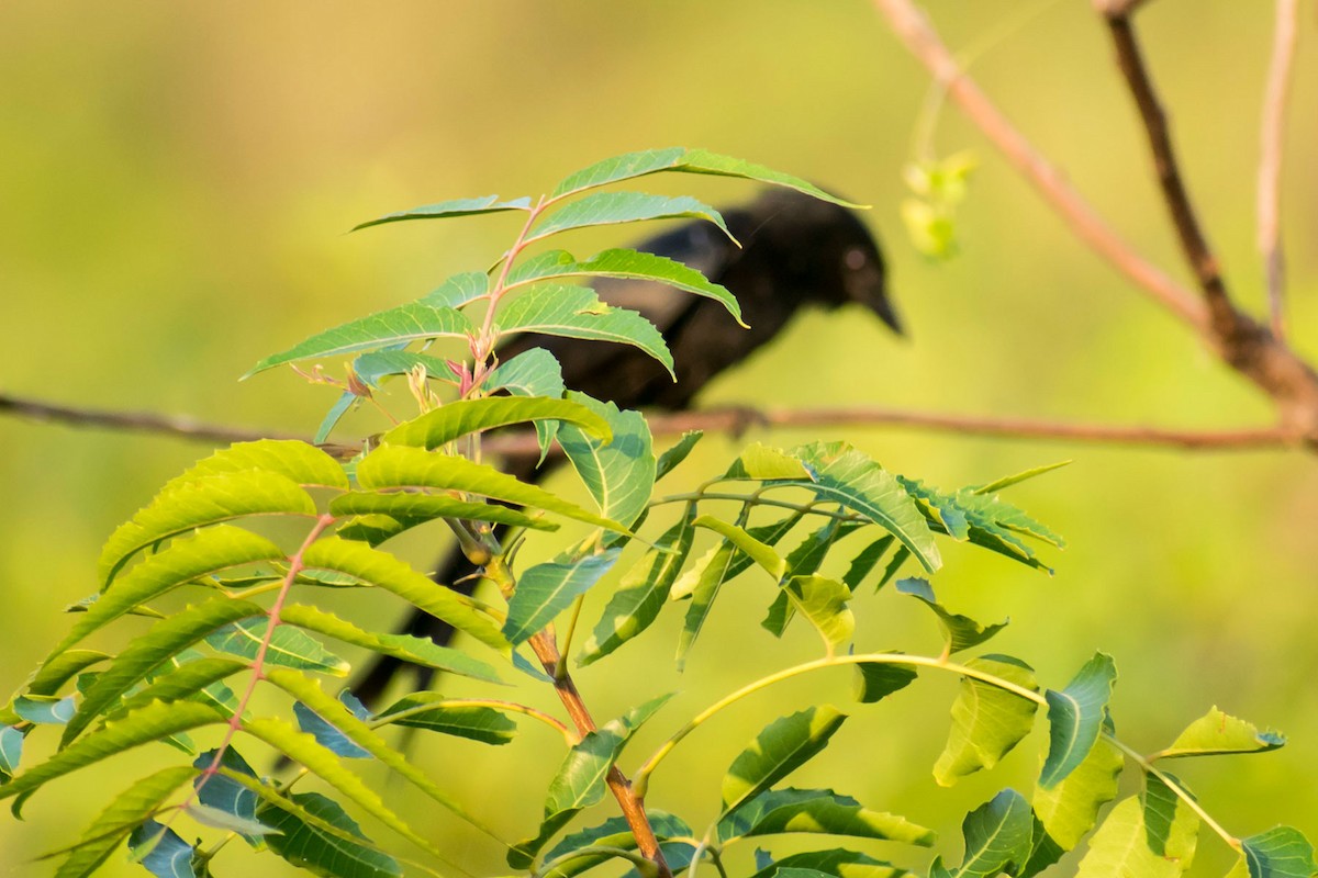 Black Drongo - Prem swaroop Kolluru