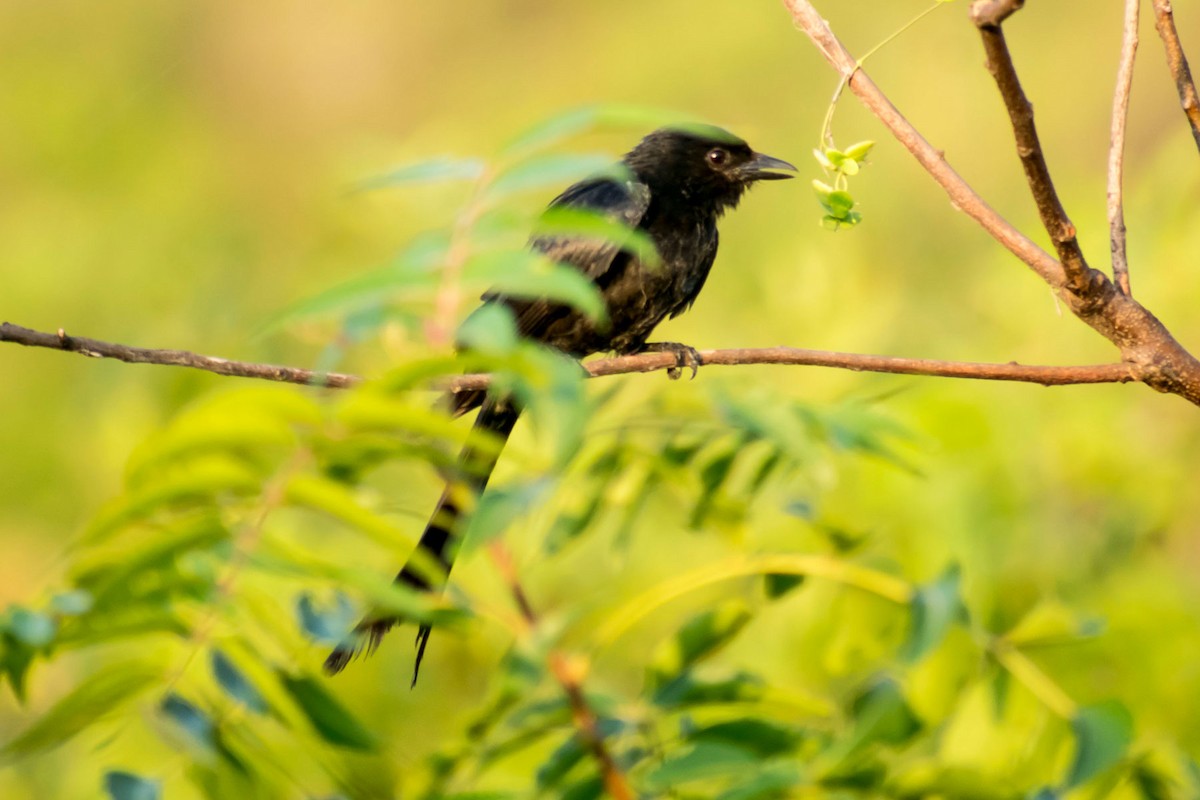 Black Drongo - Prem swaroop Kolluru