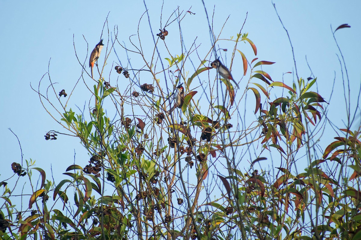 Red-whiskered Bulbul - Prem swaroop Kolluru