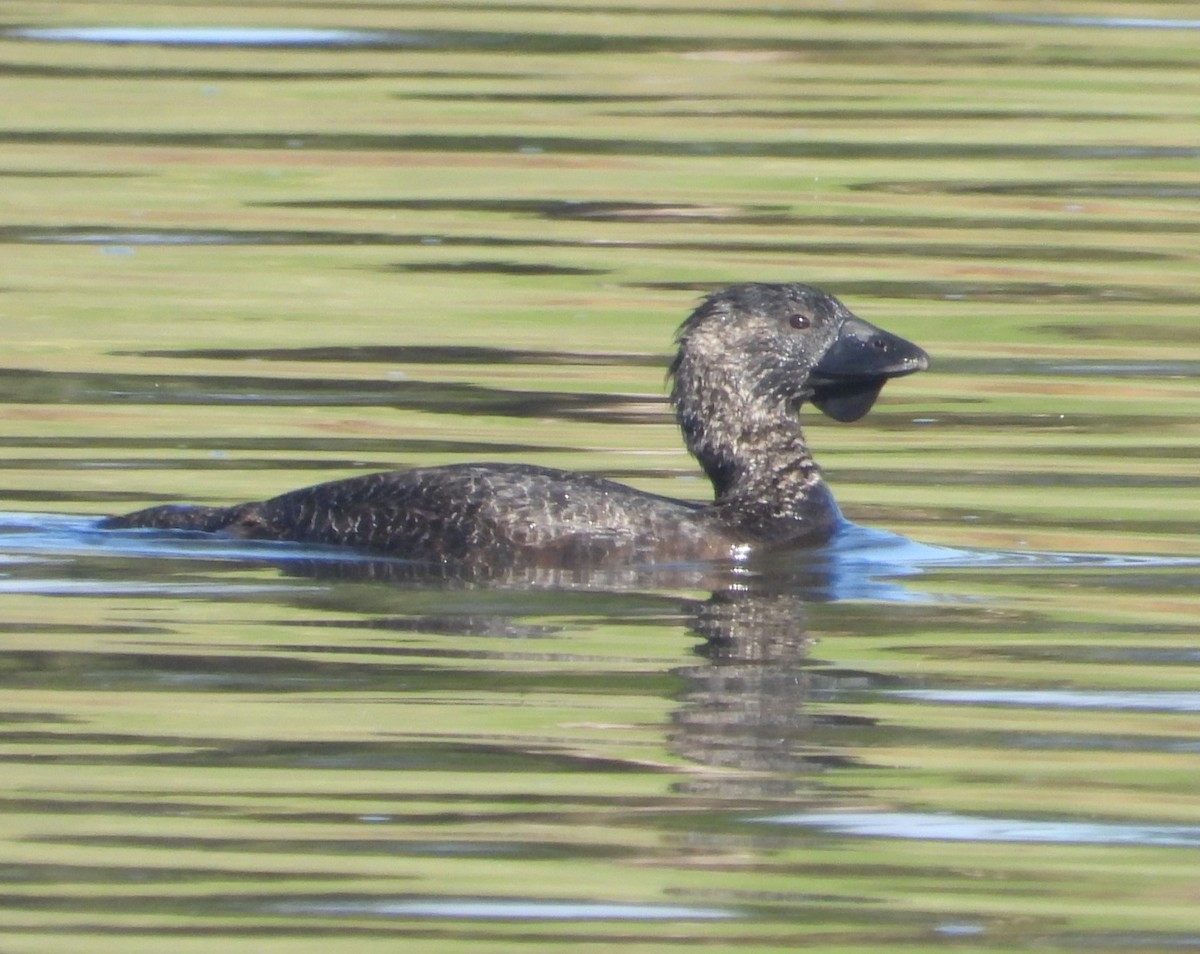 Musk Duck - Stephan Megroz