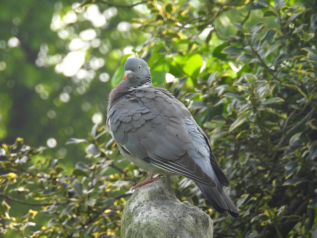 Common Wood-Pigeon (White-necked) - Hogun Cho