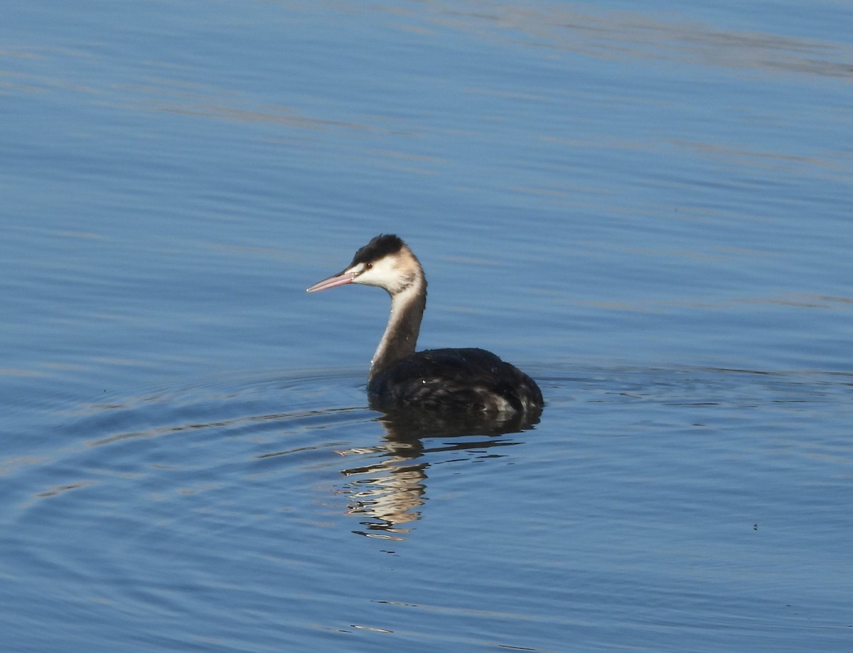 Great Crested Grebe - Stephan Megroz