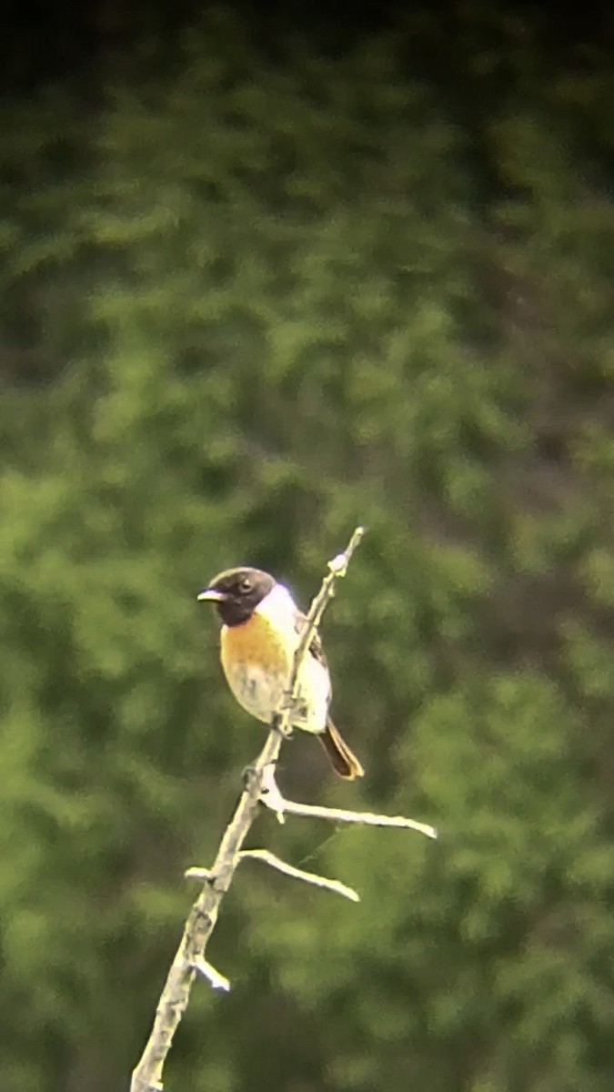 European Stonechat - Laurent Pascual-Le Tallec