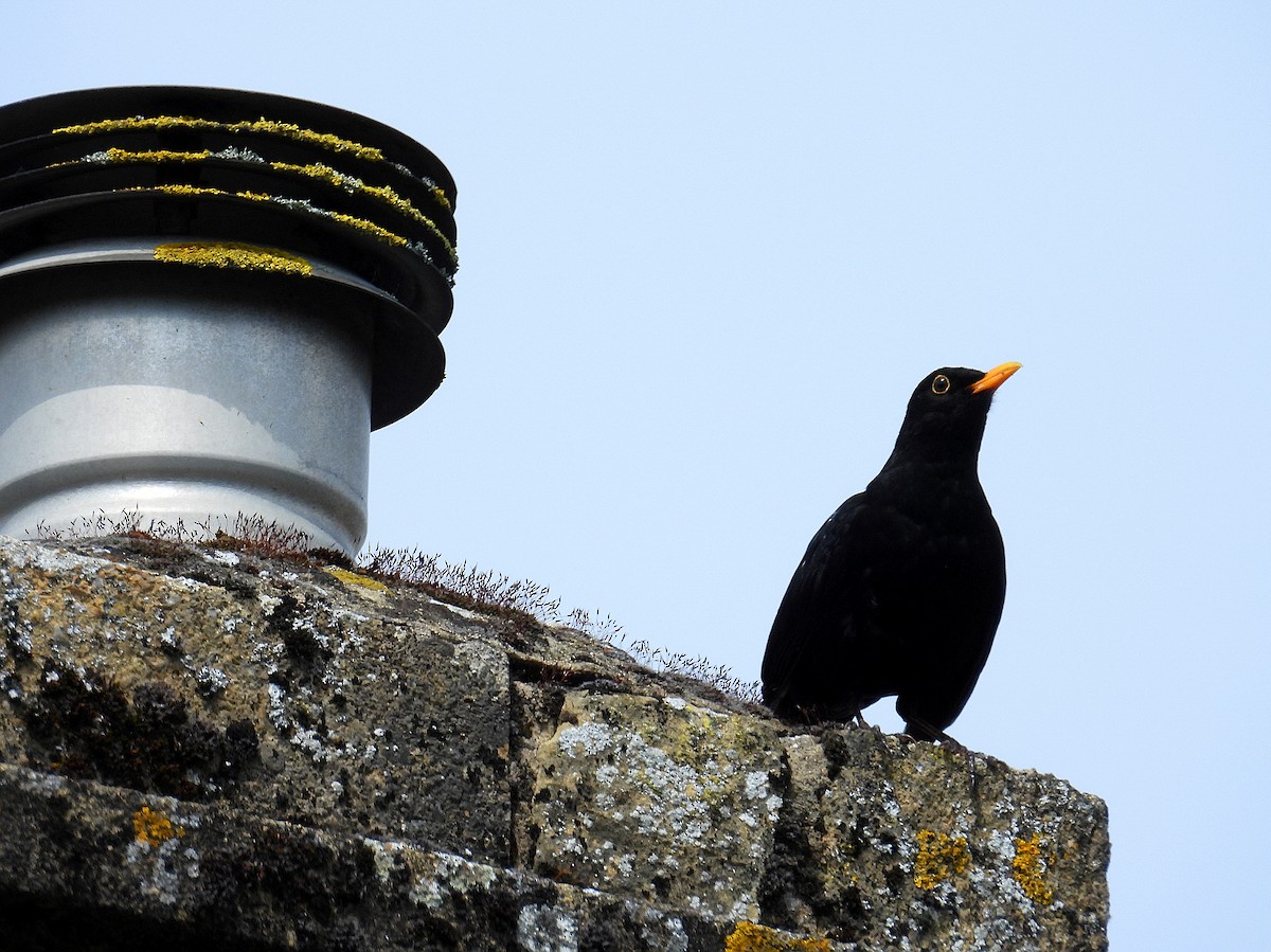 Eurasian Blackbird - Hogun Cho