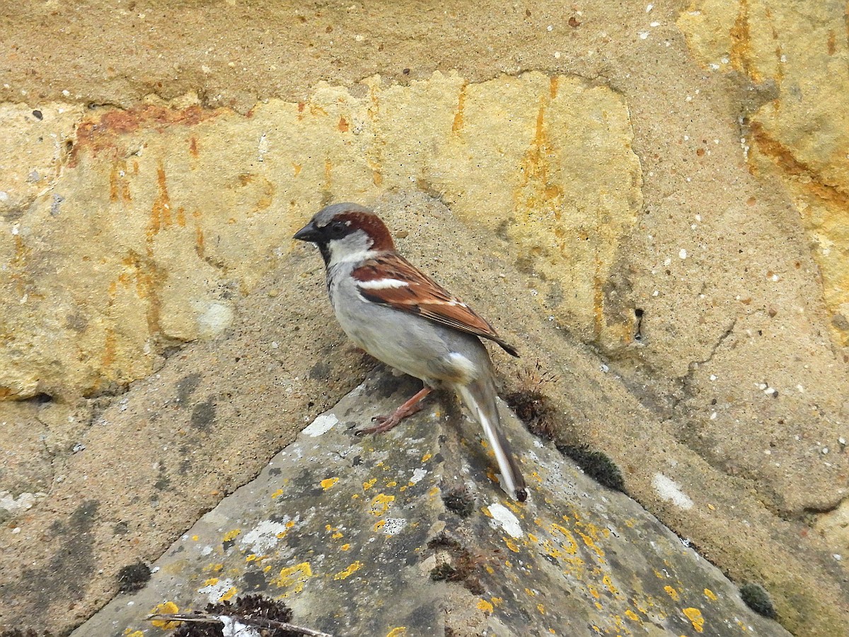 House Sparrow - Hogun Cho