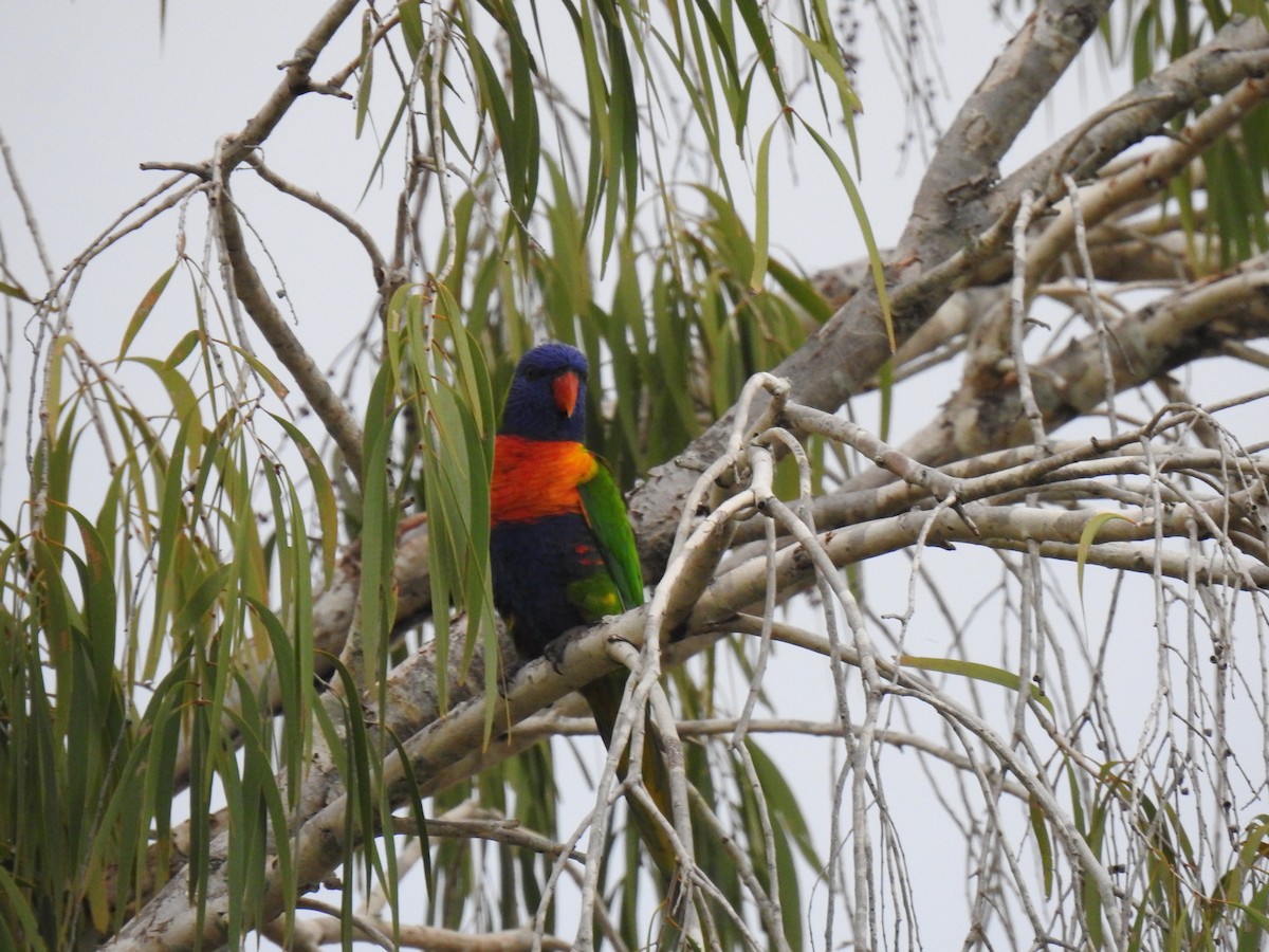 Rainbow Lorikeet - Monica Mesch