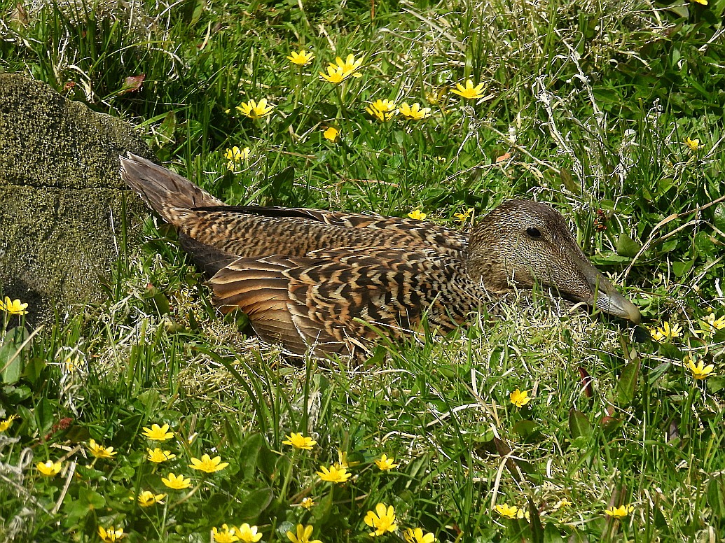 Common Eider - Hogun Cho