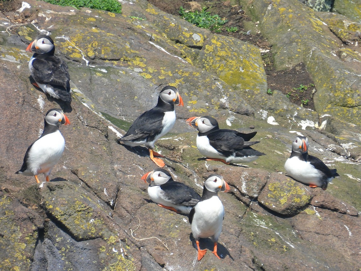 Atlantic Puffin - Hogun Cho