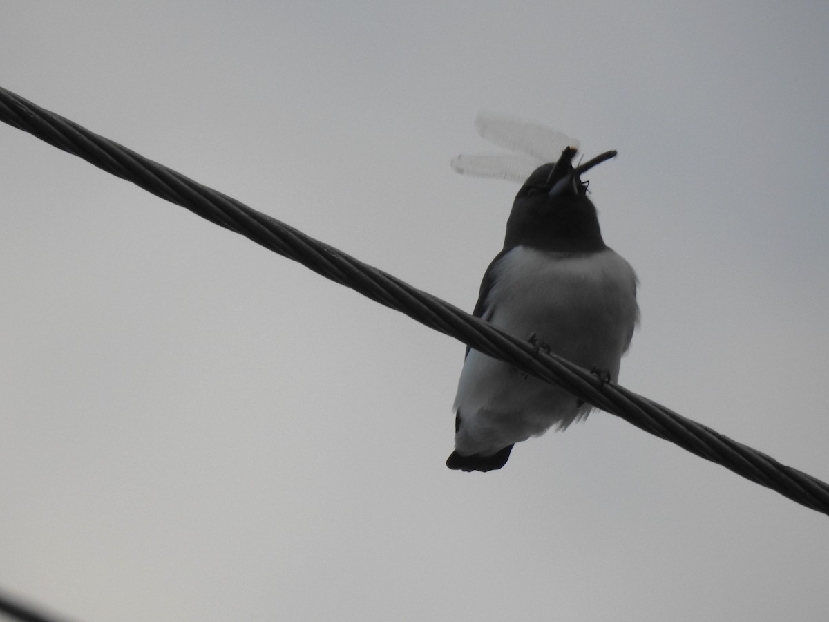 White-breasted Woodswallow - Monica Mesch