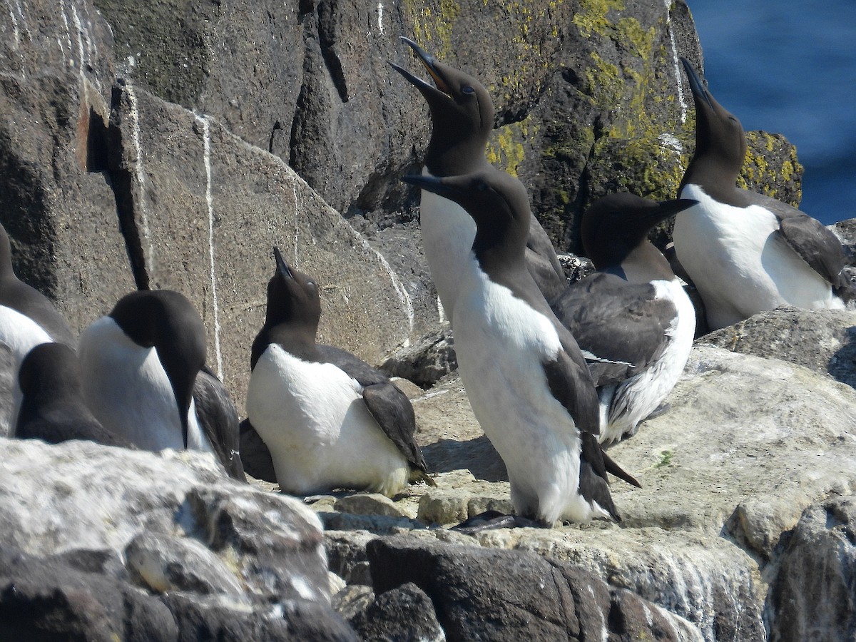 Common Murre - Hogun Cho