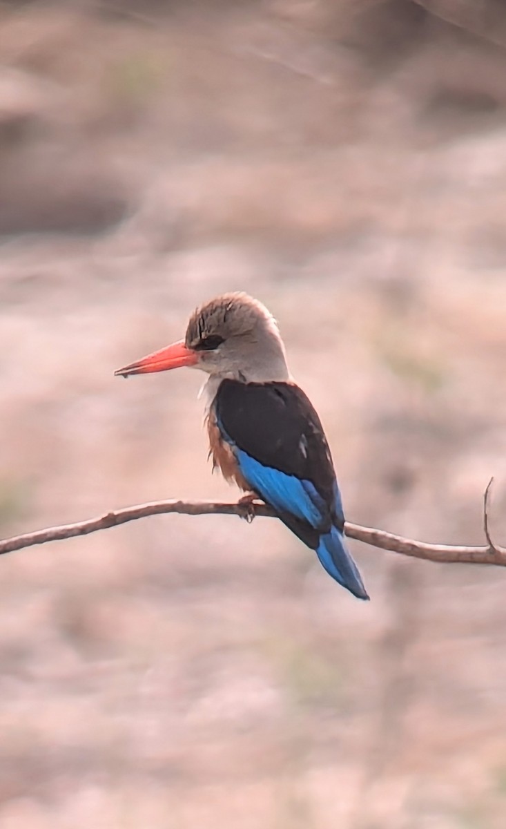 Gray-headed Kingfisher - Elizabeth Skakoon