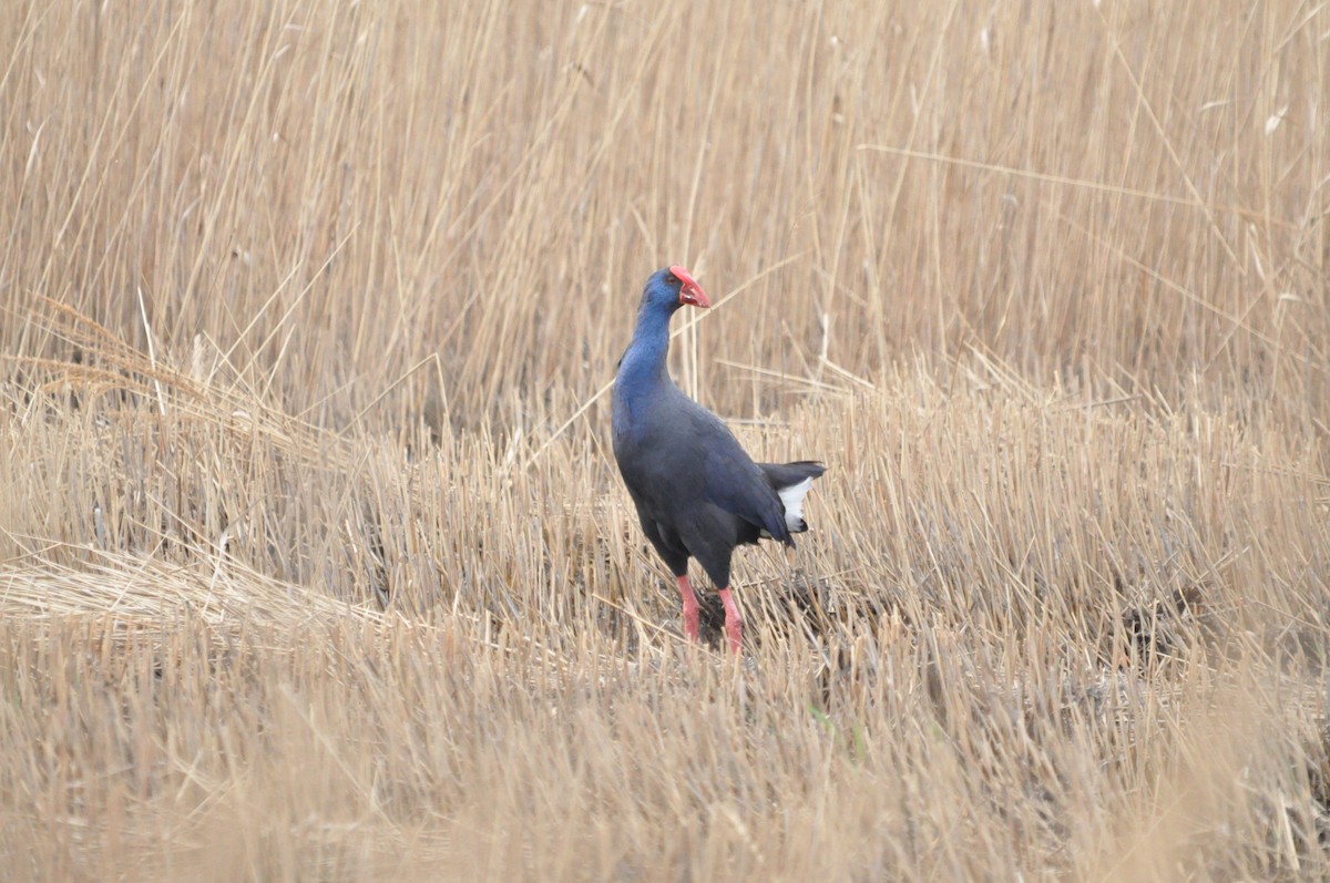 Western Swamphen - ML619432995