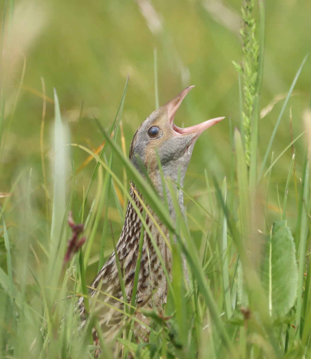 Corn Crake - Jan Hora