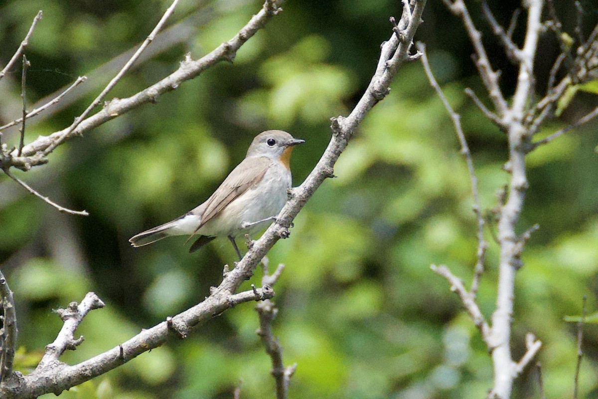 Taiga Flycatcher - Fran Kim