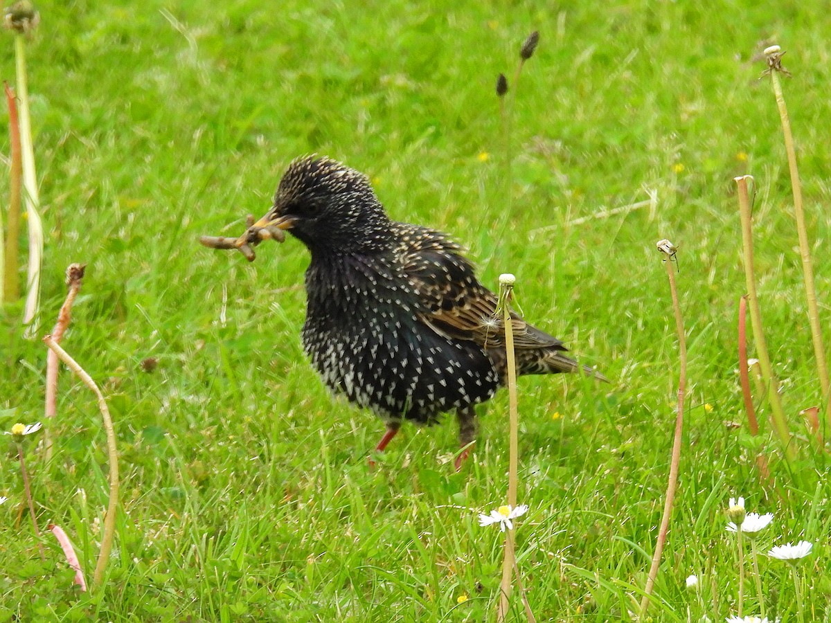 European Starling - Hogun Cho