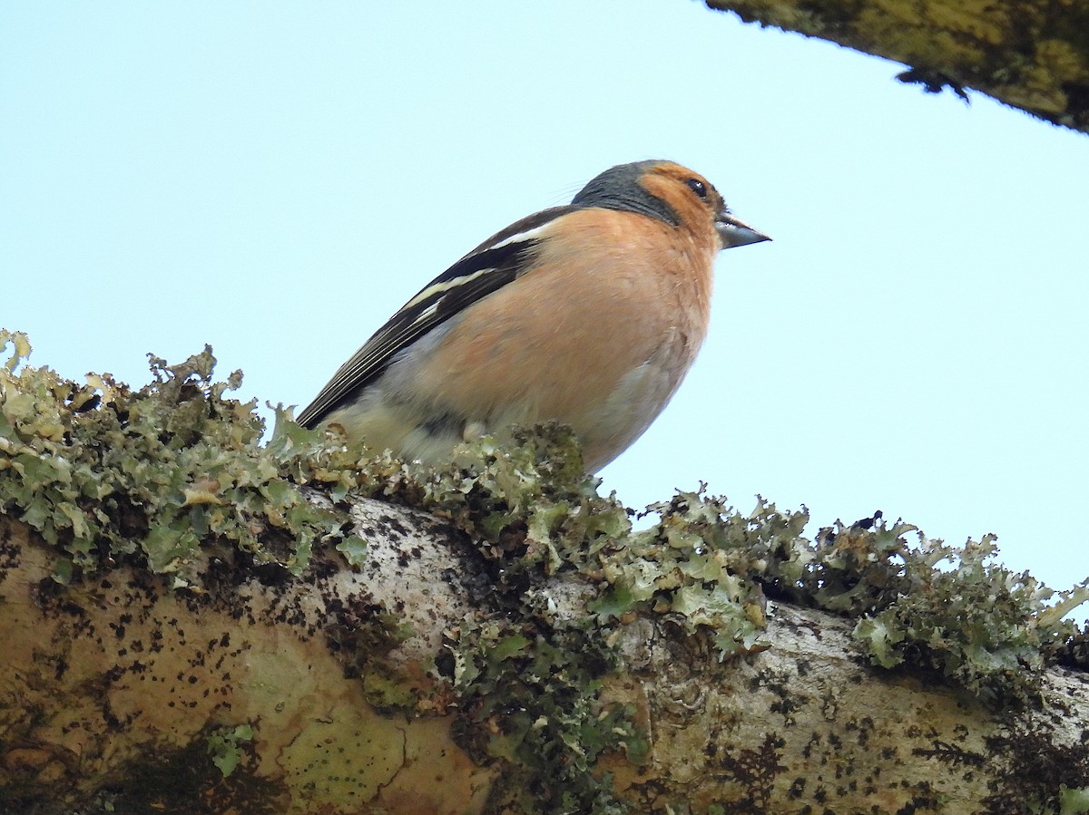 Common Chaffinch - Hogun Cho