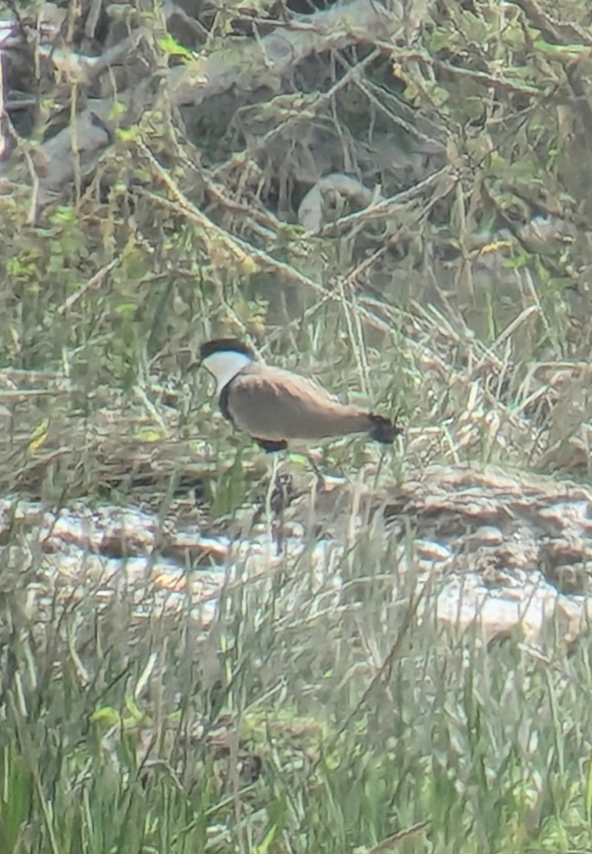 Spur-winged Lapwing - ML619433011