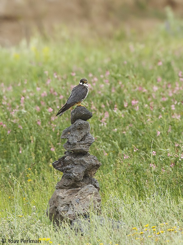 Eurasian Hobby - ML619433017