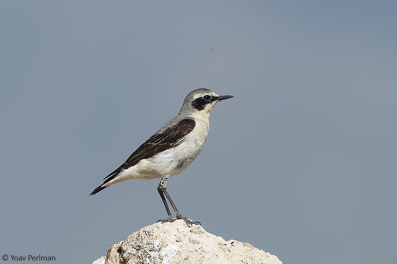 Northern Wheatear - Yoav Perlman