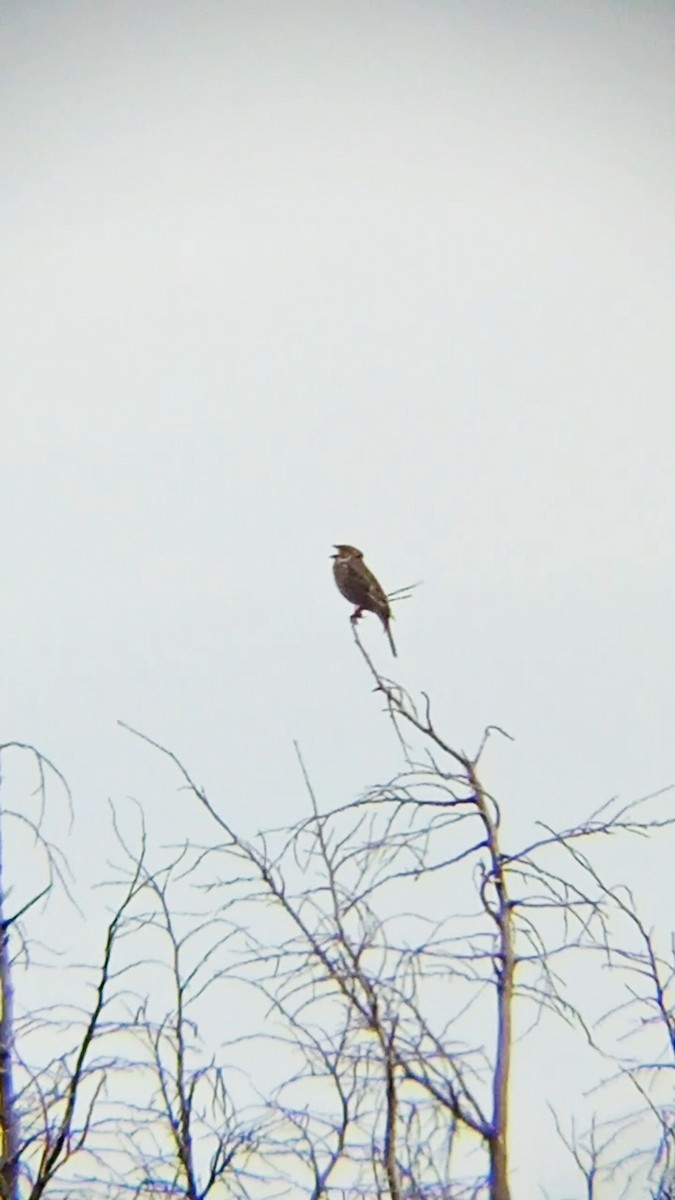 Corn Bunting - Laurent Pascual-Le Tallec