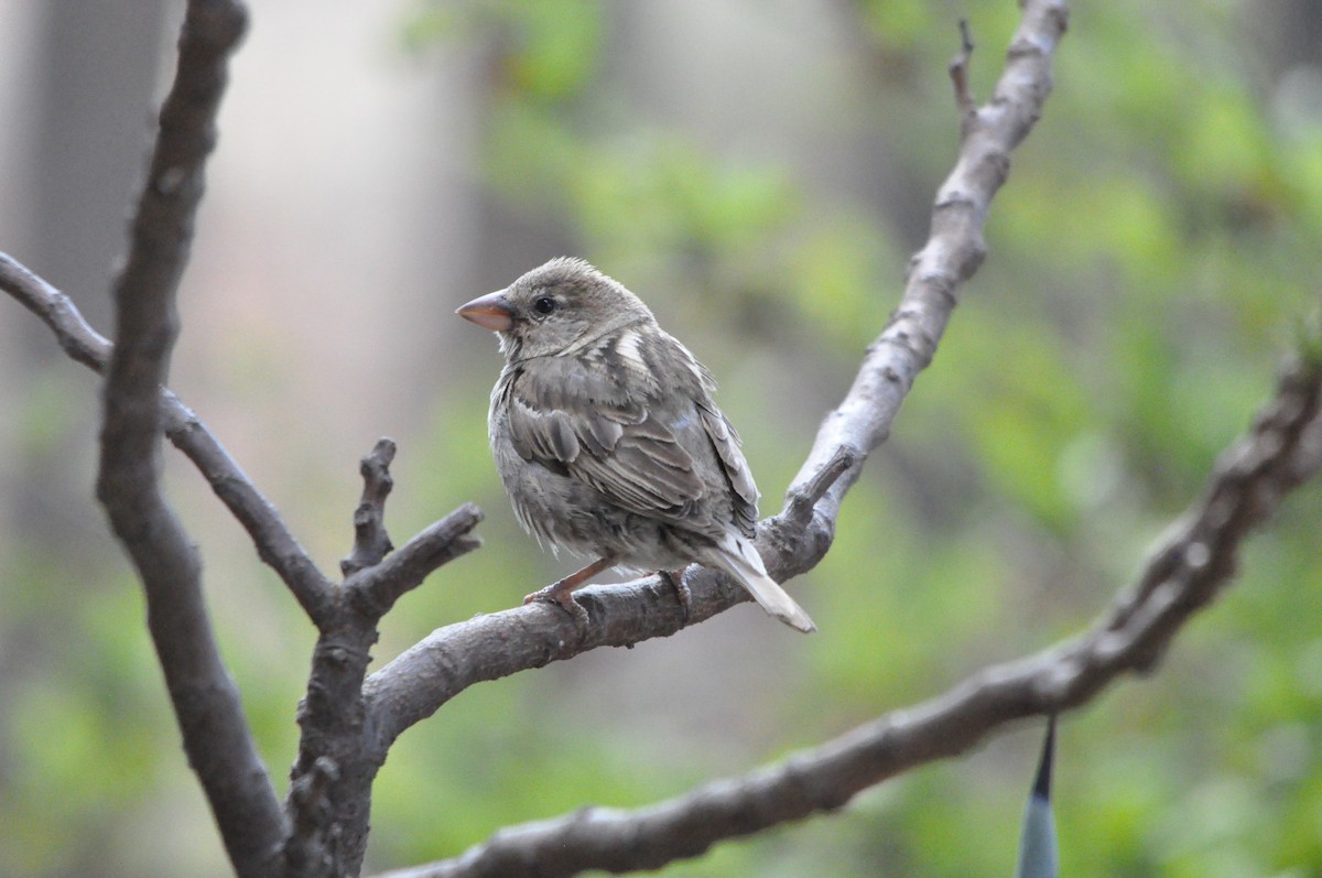 Spanish Sparrow - Samuel Hilaire