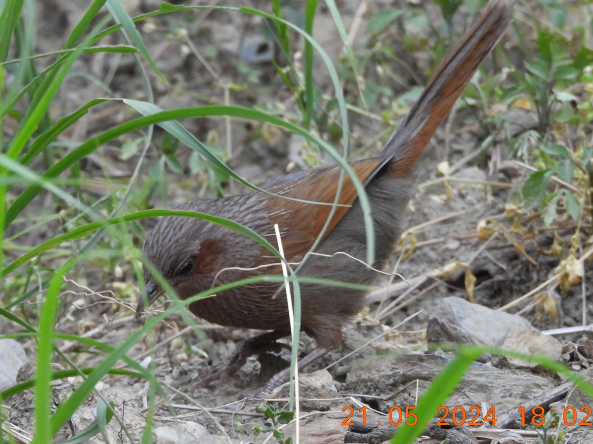 Streaked Laughingthrush - Chethan Krishnan