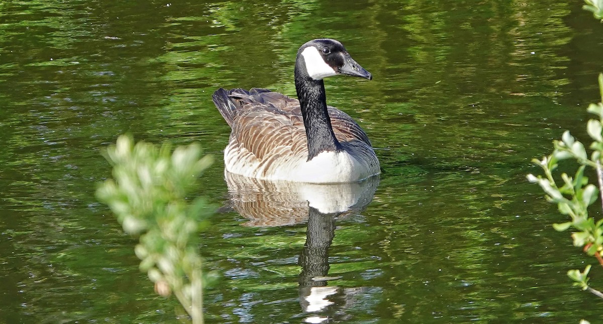 Canada Goose - Hans-Jürgen Kühnel