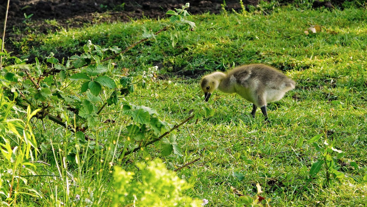 Canada Goose - Hans-Jürgen Kühnel