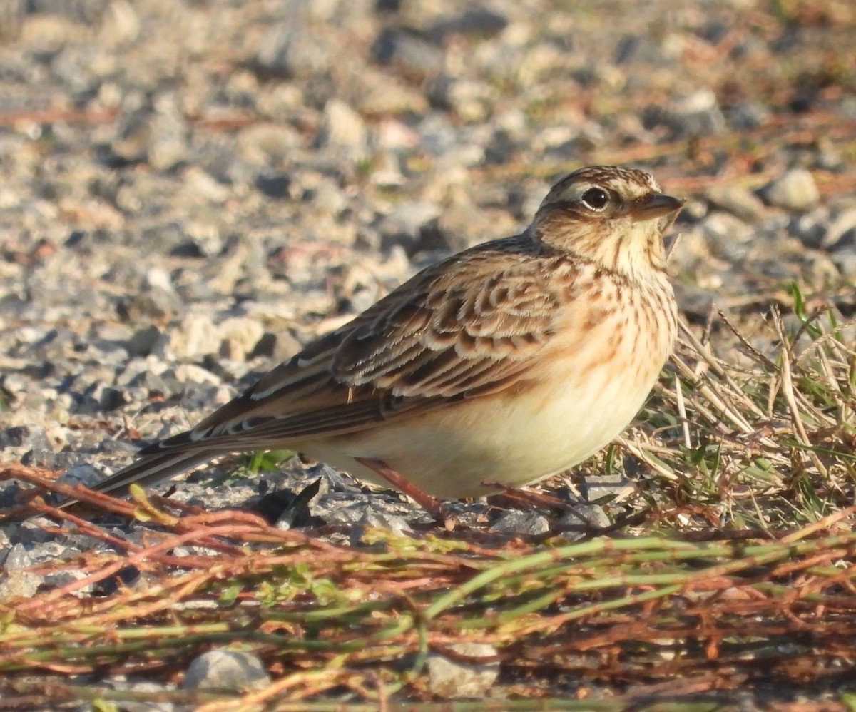 Eurasian Skylark - Stephan Megroz