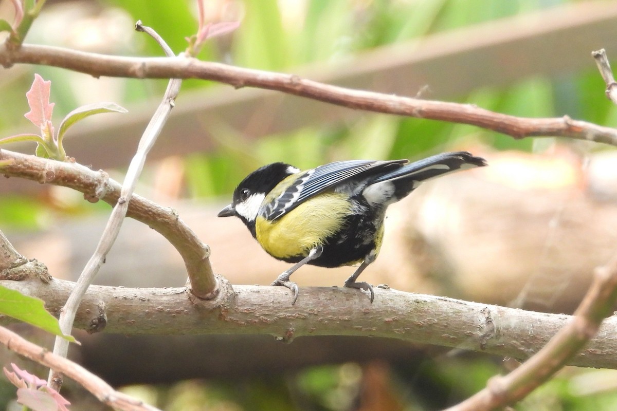 Green-backed Tit - Jageshwer verma