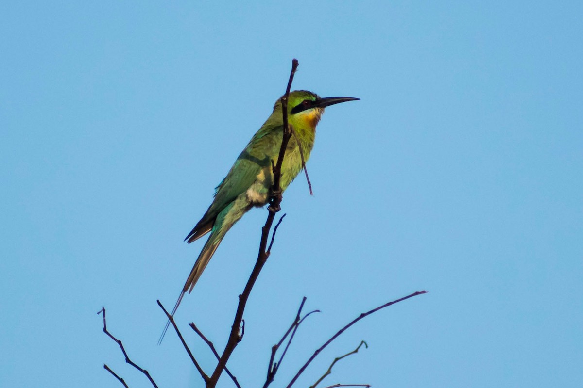 Blue-tailed Bee-eater - Prem swaroop Kolluru