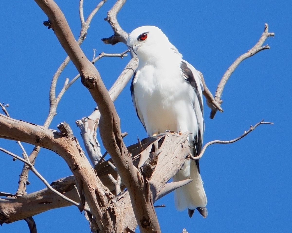 Black-shouldered Kite - Norm Clayton