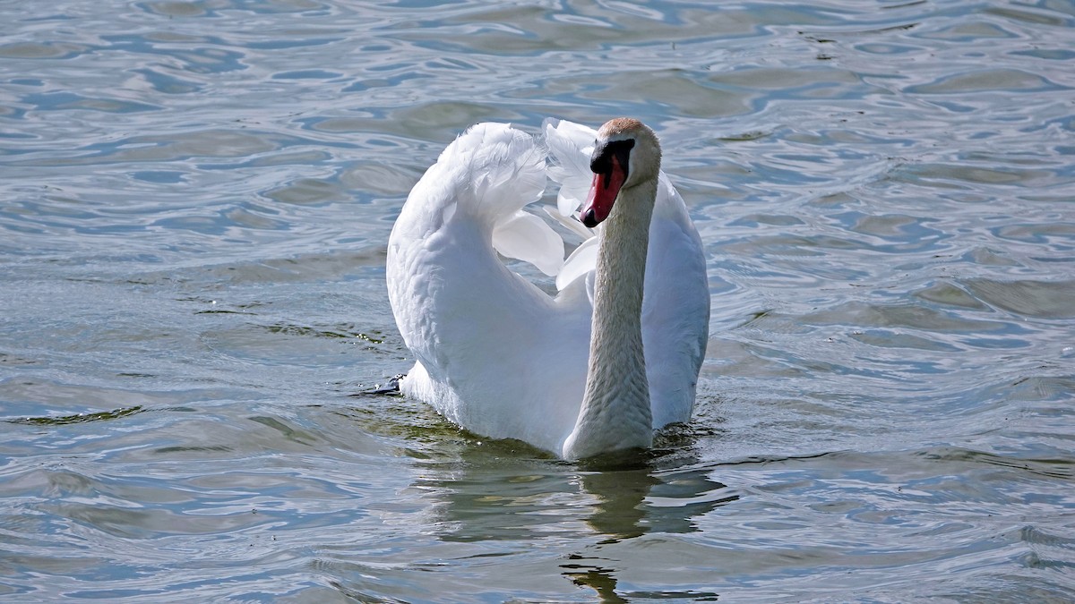 Mute Swan - Hans-Jürgen Kühnel