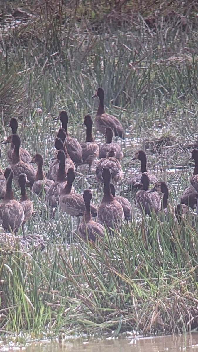 White-faced Whistling-Duck - Elizabeth Skakoon