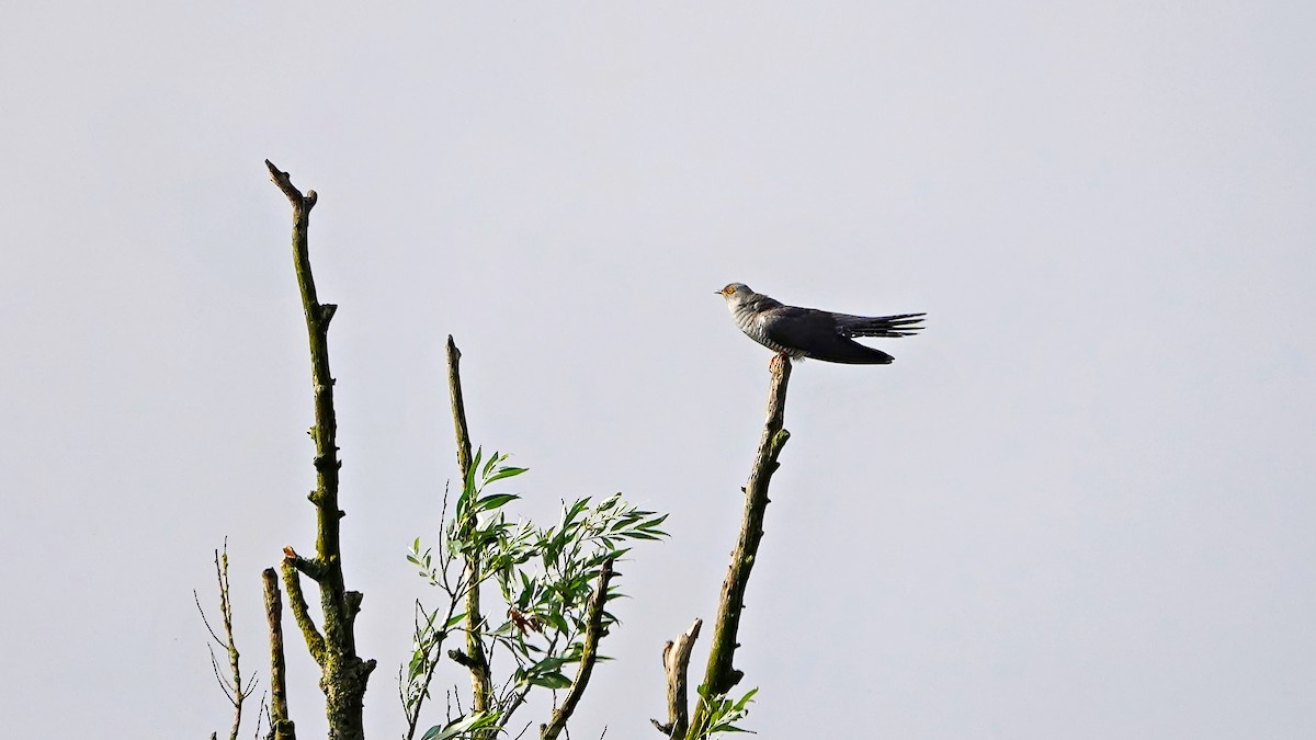 Common Cuckoo - Hans-Jürgen Kühnel