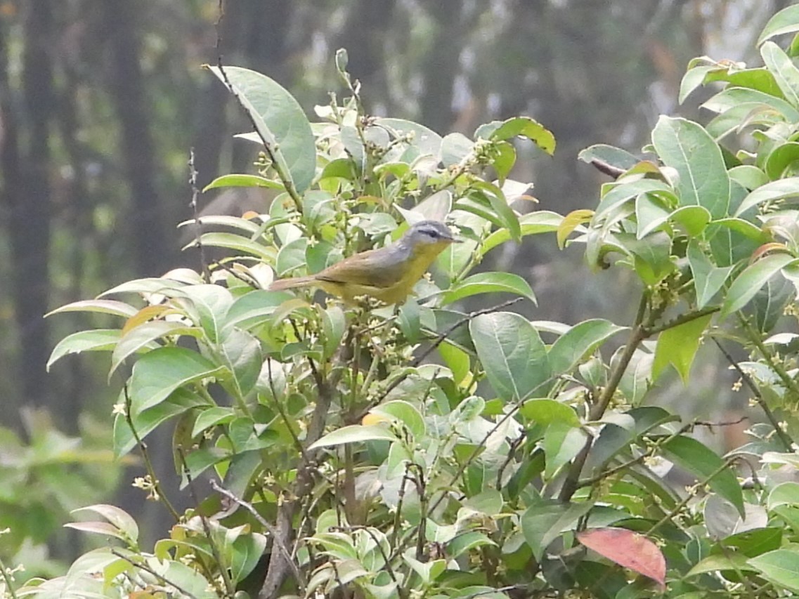 Gray-hooded Warbler - Jageshwer verma