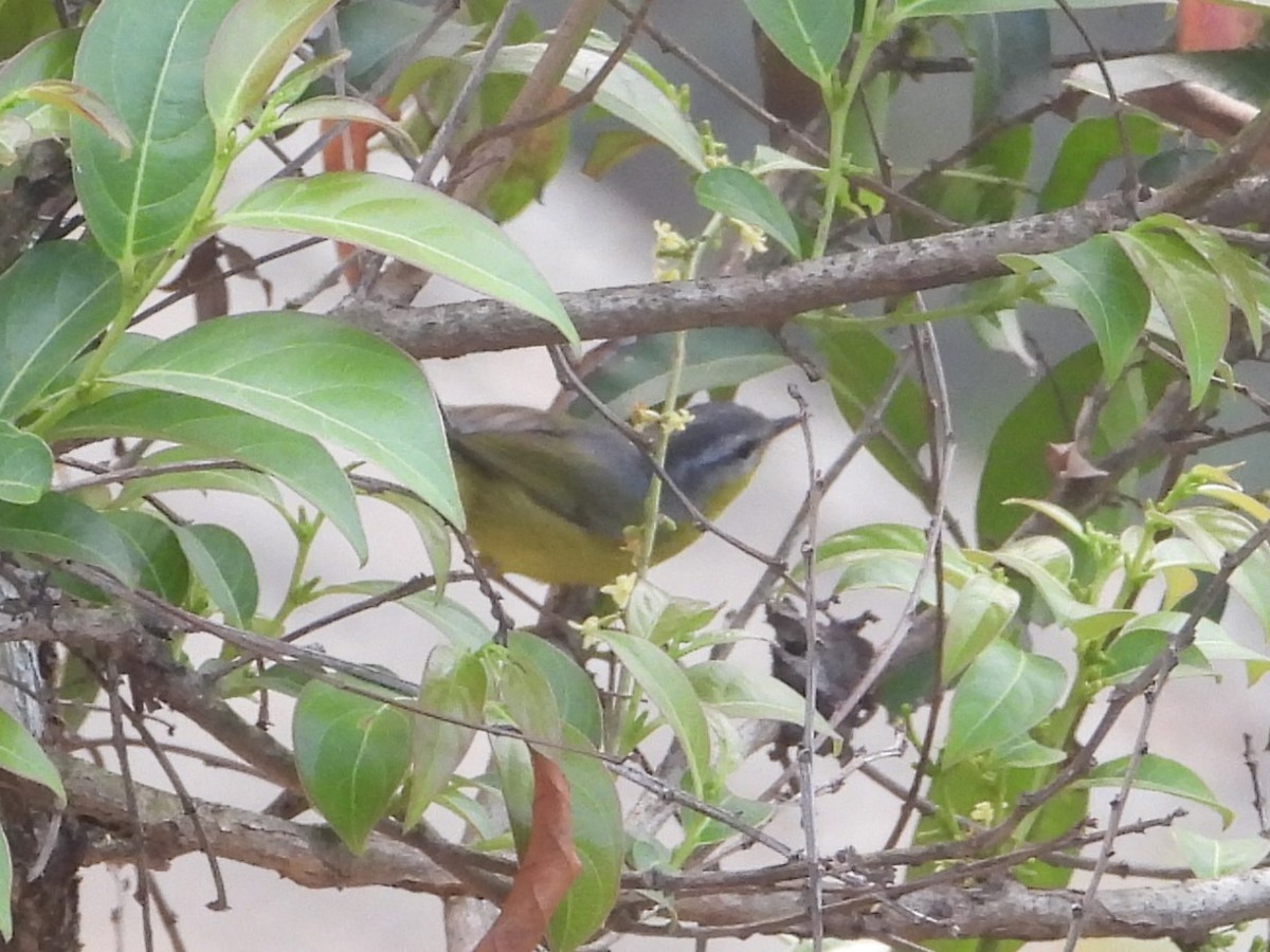 Gray-hooded Warbler - Jageshwer verma