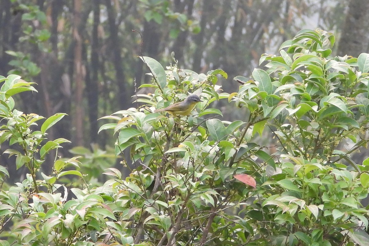 Gray-hooded Warbler - Jageshwer verma