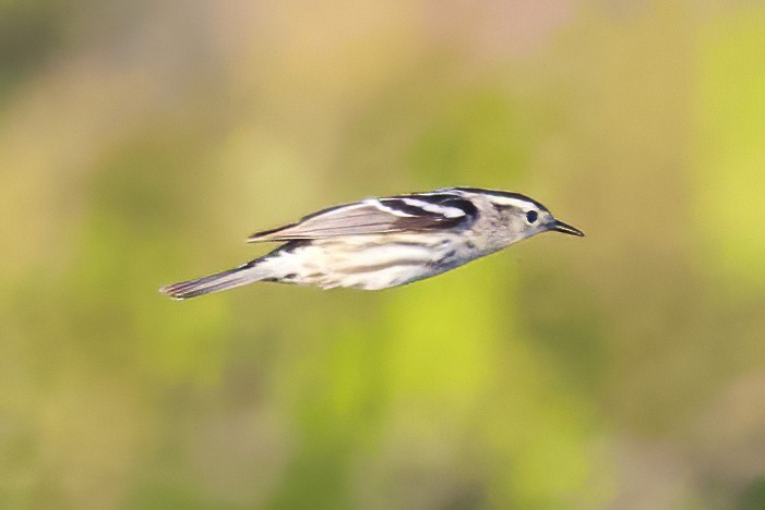 Black-and-white Warbler - Miles Brengle