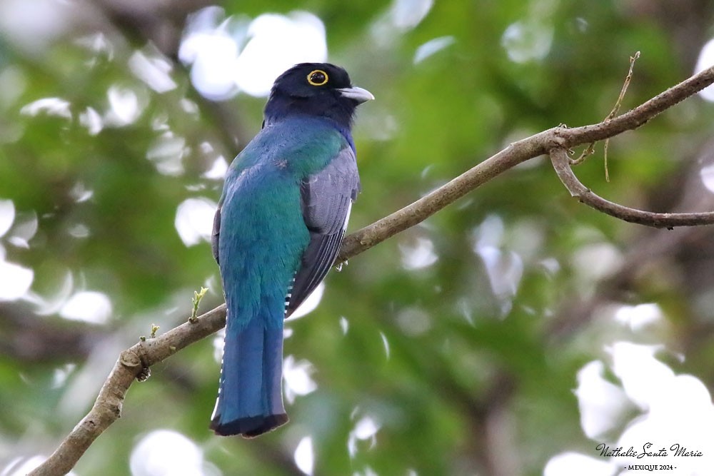 Gartered Trogon - Nathalie SANTA MARIA