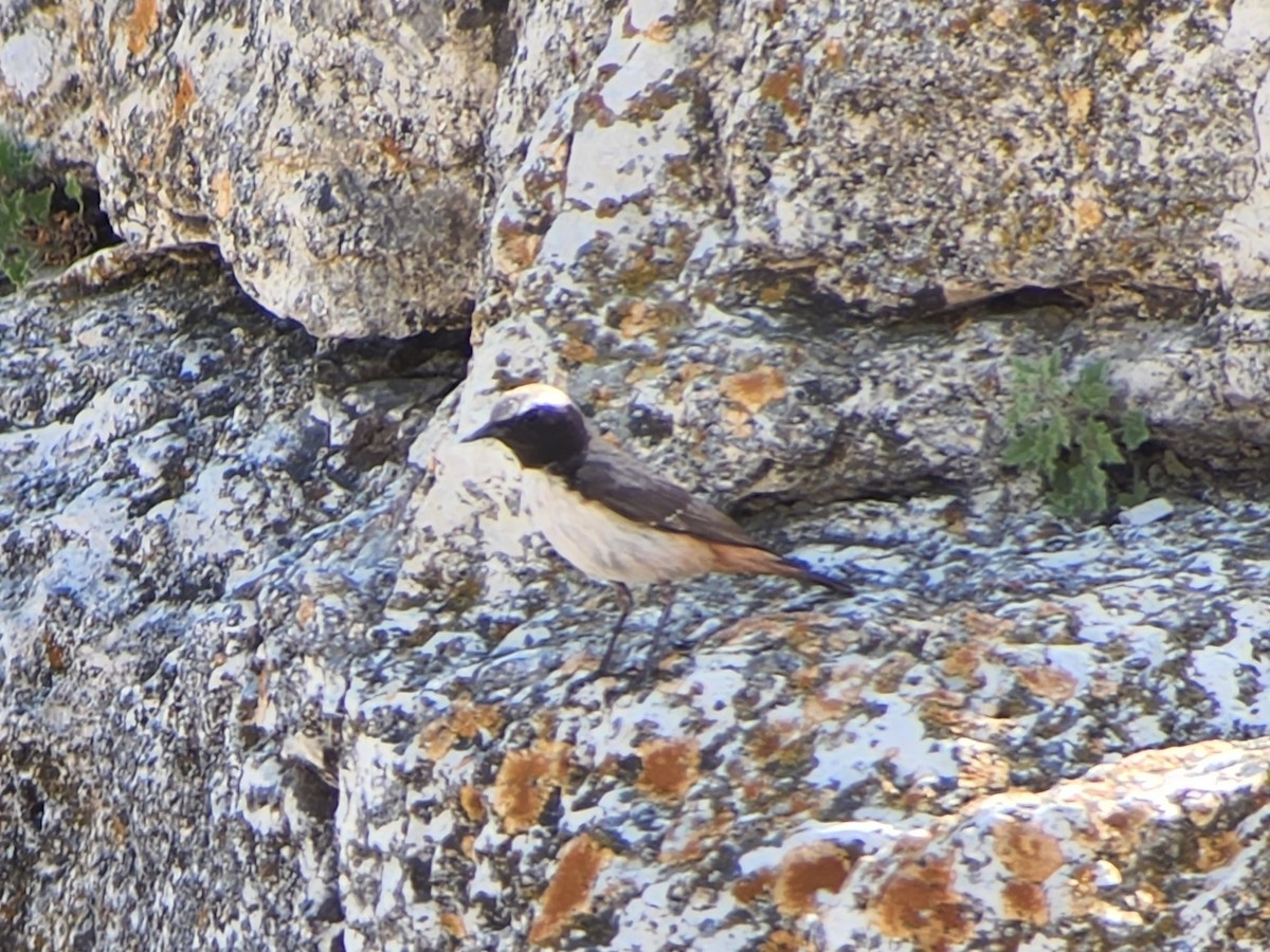 Kurdish Wheatear - Uriel Zohar