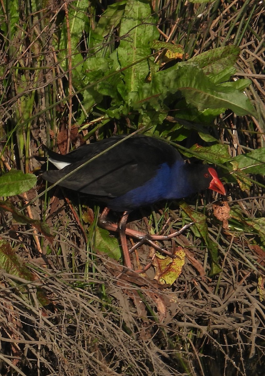 Australasian Swamphen - Stephan Megroz