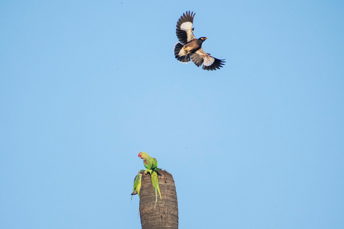 Alexandrine Parakeet - Prem swaroop Kolluru