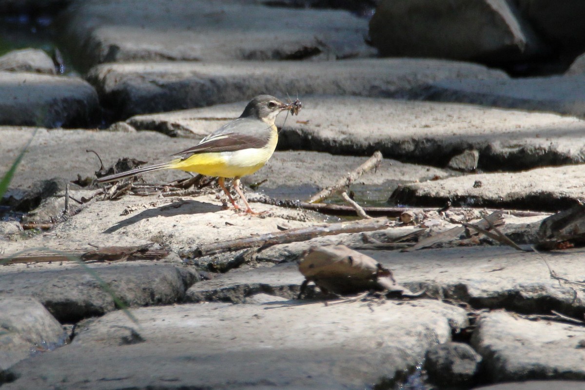 Gray Wagtail - Anonymous