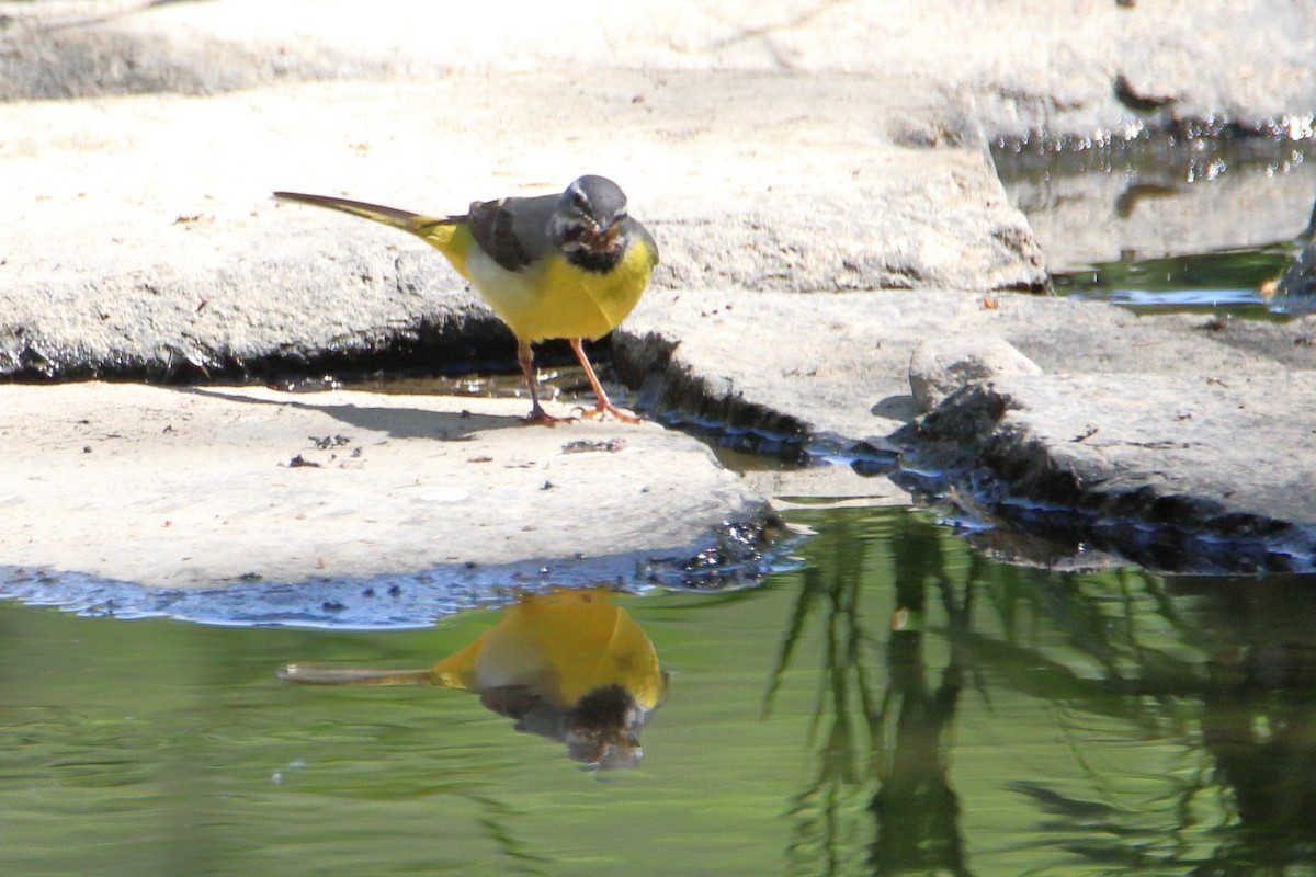 Gray Wagtail - Anonymous