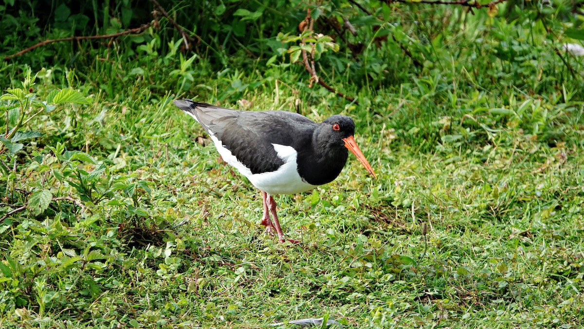 Eurasian Oystercatcher - Hans-Jürgen Kühnel