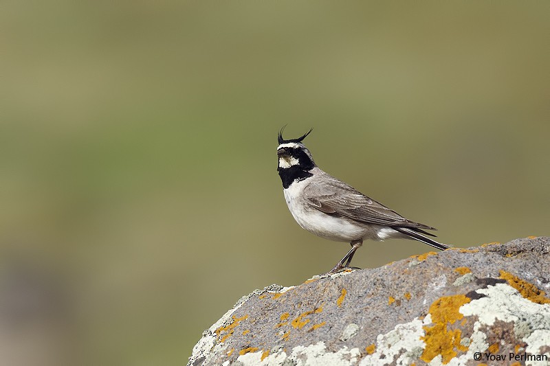 Horned Lark - Yoav Perlman