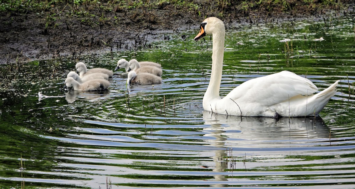 Mute Swan - Hans-Jürgen Kühnel